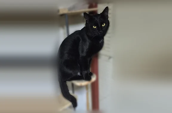 Пропала кошка, Комсомольская улица, 4, Брюховецкая — черная, с красным ошейником - photo