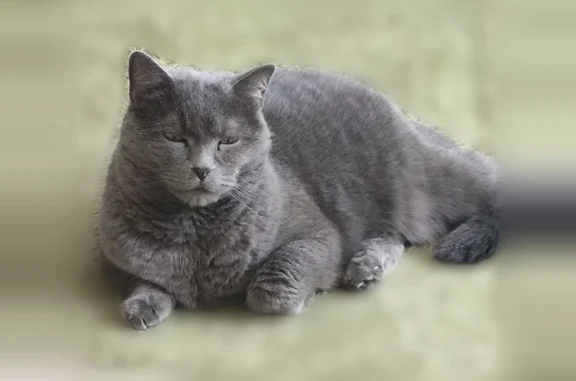 Пропала кошка, Лесная улица, 25, Нижневартовск — британская, 9 лет - photo