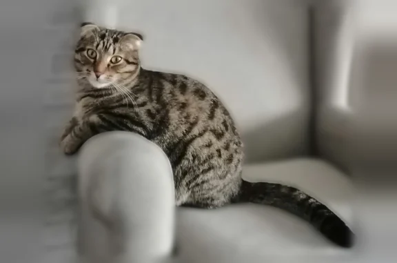 Кошки потеряшки, Челябинск, фото: Потеряшка кошка, Челябинск — крупная, камышового окраса, с жёлтым ошейником