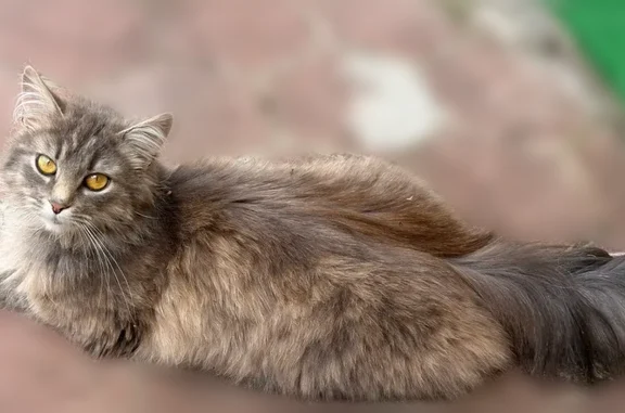 Найдена кошка, Большое Тёсово, фото: Найдена кошка, Можайский муниципальный округ, Можайский — молодая, пушистая, домашняя