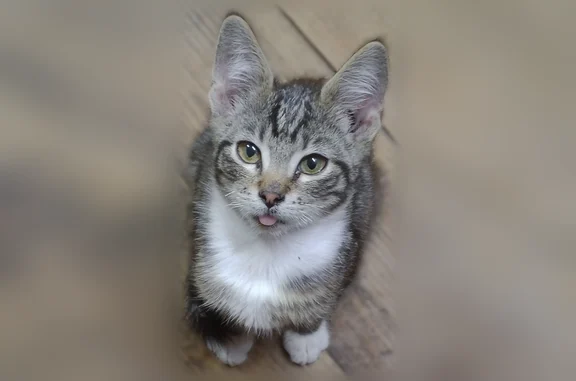 Кошки потеряшки, Унеча, фото: Потеряшка кошка, Унеча, Брянская область — серый в полоску