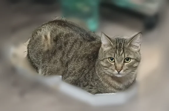 Пропала кошка, Пенза, Пензенская область — коричневый ошейник от блох - photo