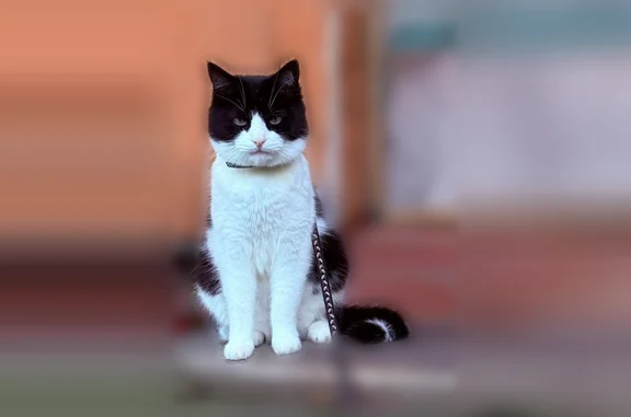 Пропала кошка, улица Лермонтова, 20 к1, Рязань — бело-чёрная, крупная, кастрирована - photo