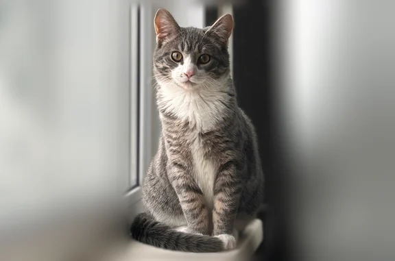Пропала кошка, улица Кижеватова, 14, Пенза — белые носочки, белая грудка, окрас табби - photo