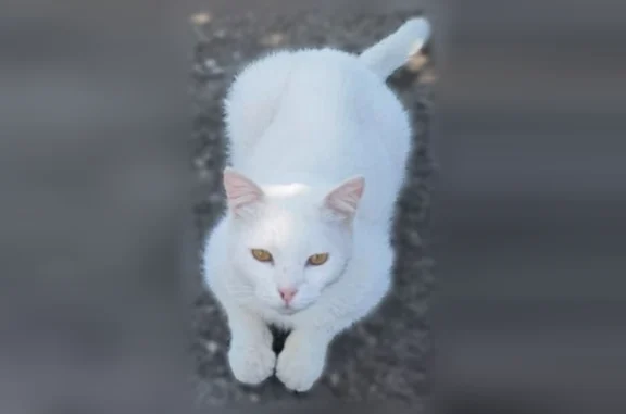 Пропала кошка, Уфимская улица, 82, Сибай — белая, короткошерстная, чихает - photo