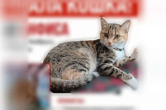 Пропала кошка, Ноябрьск, Ямало-Ненецкий автономный округ — рыжевато-серая, вытянутые зелёные глаза - photo