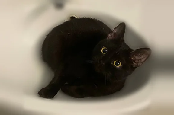 Кошки потеряшки, Нытва, фото: Потеряшка кошка, улица Володарского, 69, Нытва — молодой, ещё нет года, откликается на Толясика