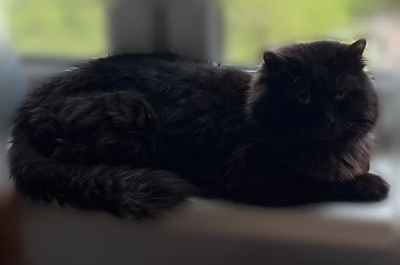 Пропала кошка, Мячковский бульвар, 11, Москва — чёрная, крупная, над глазом белое пятнышко - photo