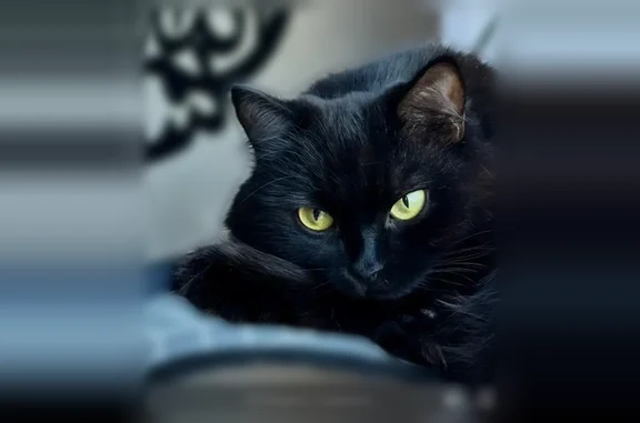 Кошки потеряшки, Сургут, фото: Потеряшка кошка, Ленинградская улица, 15, Сургут — длинношерстная, средний размер