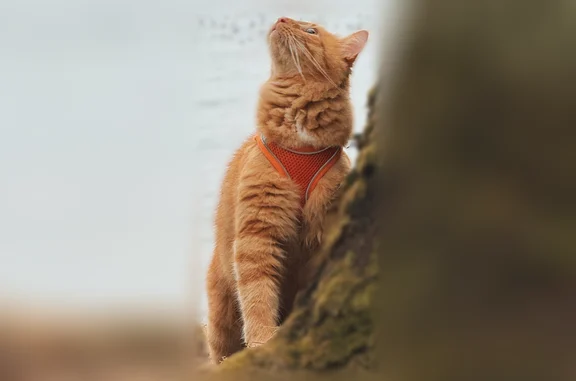 Пропала кошка, Садовая улица, 17, Гурьевск — рыжий кот с очень длинными усами и кисточками на ушах - photo