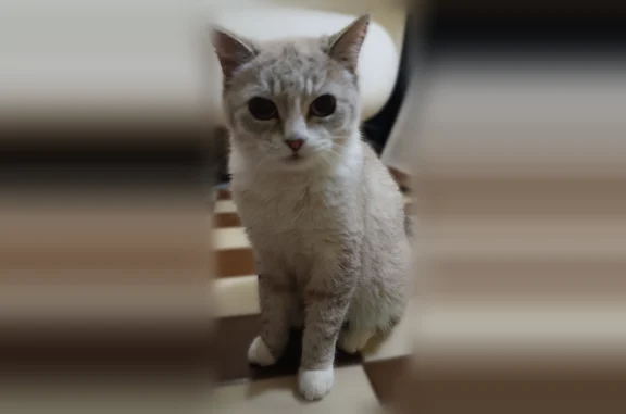 Найдена кошка, Малые Колпаны, фото: Найдена кошка, микрорайон Речной, Малые Колпаны — ласковая, ручная