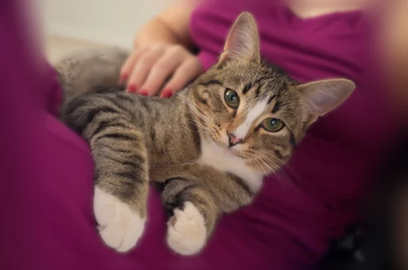Пропала кошка, улица Ленина, 11, Мысы — камышовый окрас, белые лапки - photo