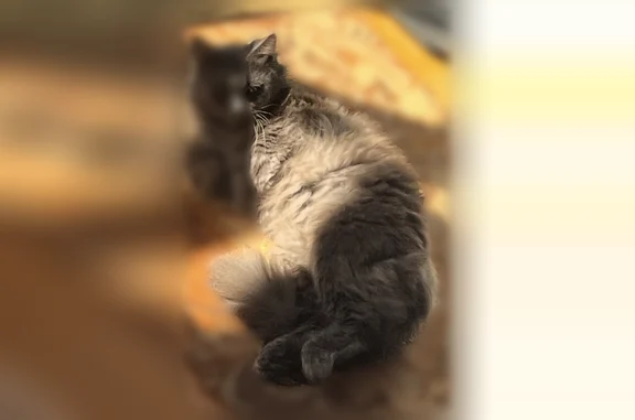 Пропала кошка, улица Францева, 15, Чернушка — очень пушистая, тёмно-серая, с серой верёвочкой на шее - photo