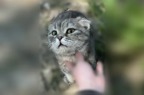 Найдена кошка, Зональная Станция, фото: Найдена кошка, улица Королёва, Зональная Станция — породистая, напугана
