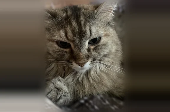 Пропала кошка, Звёздная улица, 11, Иркутский муниципальный округ, Иркутский район — пушистая, откликается на кличку Муся - photo