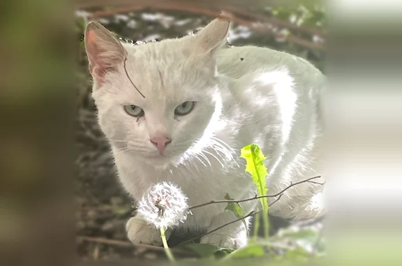 Найдена кошка, Санкт-Петербург, фото: Найдена кошка, Санкт-Петербург — белая, глухая, не подходит близко