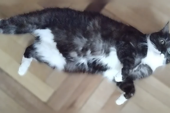 Пропала кошка, улица Правды, 5, Санкт-Петербург — крупная, 10 лет, с кисточками на ушах - photo