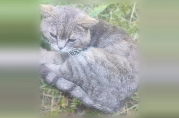 Объявления о пропавших и найденных животных, Кострома, фото: Найдена кошка, улица Берёзовая Роща, 12А, Кострома — серый британец, ласковая