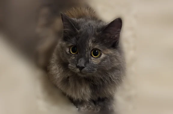 Пропала кошка, улица Батова, 2, Железногорск — серая кошечка - photo