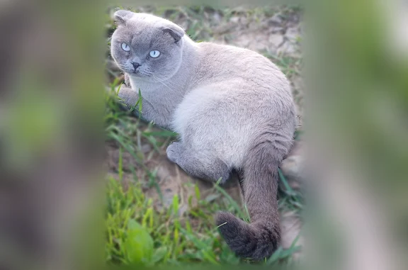 Пропала кошка, Краснореченское, Хабаровский край — шотландская вислоухая, ушла 13 мая - photo