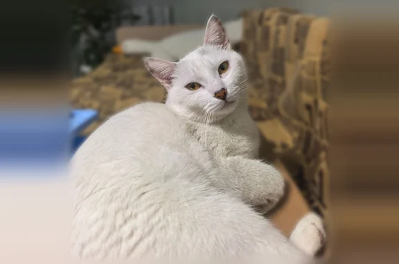 Пропала кошка, Анапа, Краснодарский край — белый кот с чёрными пятнышками на ушках, подушечках и лбу - photo