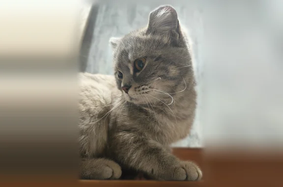 Найдена кошка, Томск, фото: Найдена кошка, Красноармейская улица, 136, Томск — ласковая, стриженная, ушки отморожены или обрезаны