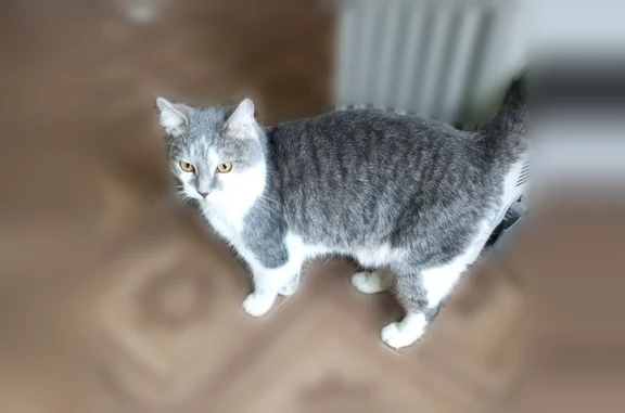 Найдена кошка, Дзержинский, фото: Найдена кошка, Дзержинская улица, 20, Дзержинский — серая с белым, домашняя