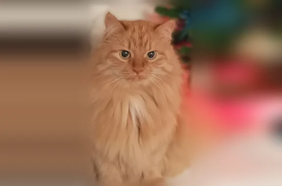 Пропала кошка, переулок Будённого, 1, Сухой Лог — пушистая рыжая - photo