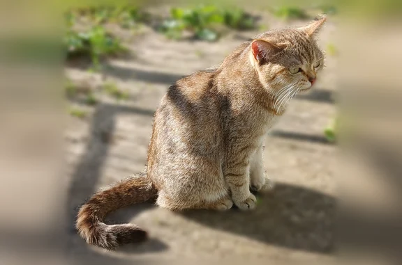 Найдена кошка, Ягудары, фото: Найдена кошка, улица Ленинского Комсомола, 66, Чебоксары — похожа на домашнюю