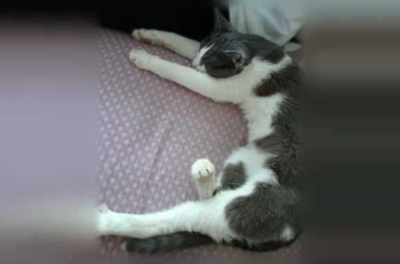 Найдена кошка, Ярославль, фото: Найдена кошка, улица Урицкого, 32, Ярославль — бело-серая, хорошо кушает, ходит в лоток