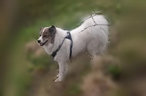 Пропала собака, бульвар Шерстнева, 21, Воркута - photo