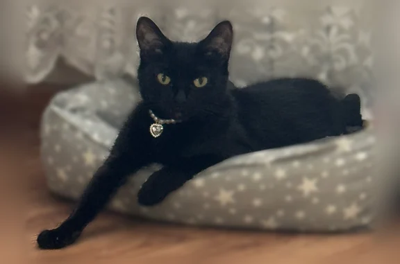 Пропала кошка, 4-й микрорайон, 6, Шелехов — чёрная, с белым жемчужным ошейником - photo