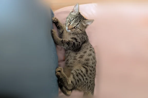 Найдена кошка, Ярославль, фото: Найдена кошка, Ярославль — котёнок до года, ласковая и разговорчивая