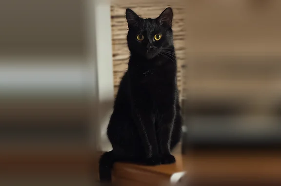 Объявления о пропавших и найденных животных, Кострома, фото: Пропала кошка, Кострома — сорвалась со шлейки