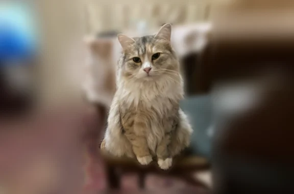Пропала кошка, Балашиха — белая с рыжим, пушистая, сибирская - photo