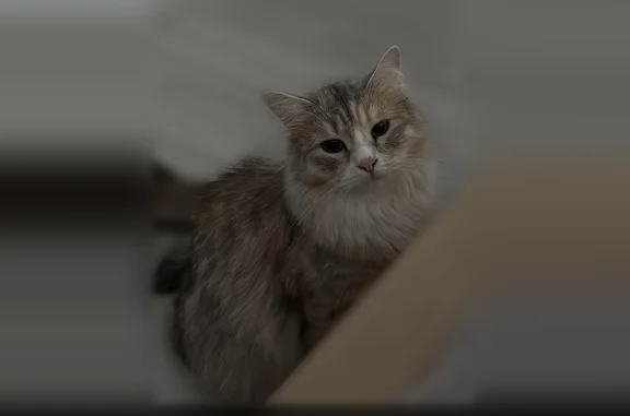 Пропала кошка, Балашиха — светлая трёхцветная, осторожная - photo