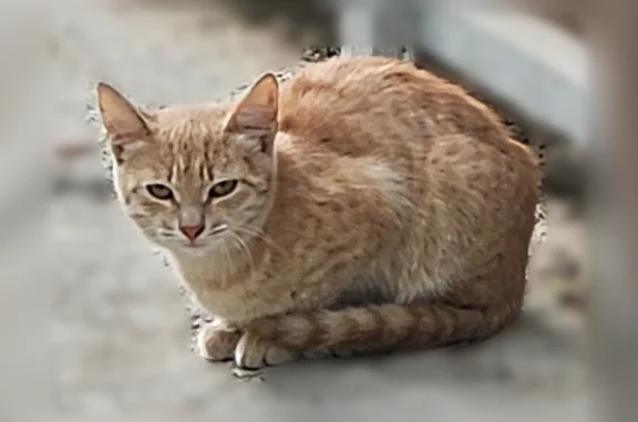 Найдена кошка, Аркасы, фото: Найдена кошка, Советская улица, 65, Аркасы — молодой пугливый котик