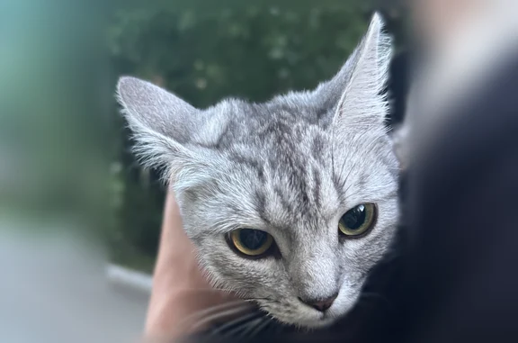 Найдена кошка, Челябинск, фото: Найдена кошка, Комсомольский проспект, Челябинск — ухоженная, стриженная