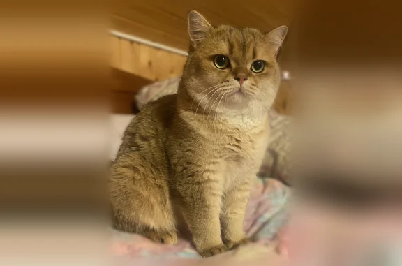 Пропала кошка, ул. Березовая аллея, д. Бор, Колтушское — рыжая, зелёные глаза, пуглива - photo