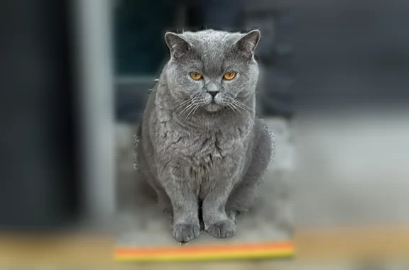 Пропала кошка, Засурское Лесничество, 8, Пенза — серого цвета - photo