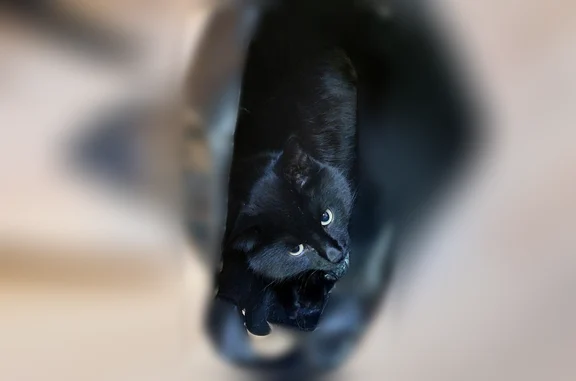Кошки потеряшки, Полярные Зори, фото: Потеряшка кошка, улица Строителей, 4, Полярные Зори — чёрный котик, откликается на имя Мася, Масик