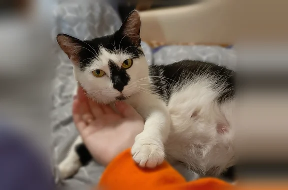 Пропала кошка, улица Мещерского, 14, Архангельск — черно-белая, с чёрным пятном на носу - photo