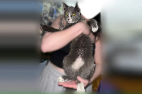 Найдена кошка, Абакан, фото: Найдена кошка, улица Щетинкина, Абакан — подросток, ласковая, домашняя, ухоженная