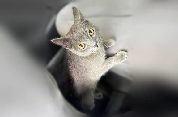 Найдена кошка, Чита, фото: Найдена кошка, улица Энергетиков, 4, Чита — сидела на дереве, сейчас у сына