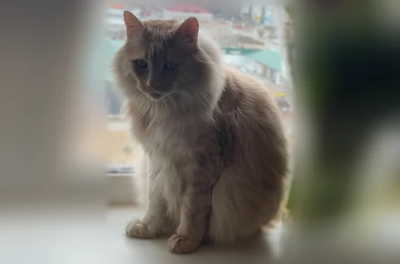 Пропала кошка, Лугавская улица, 34А, Минусинск — рыжий крупный пушистый кот породы курильский бобтейл - photo