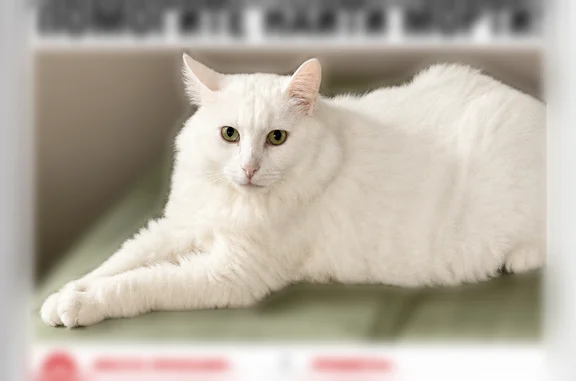Кошки потеряшки, Чехов, фото: Потеряшка кошка, Прохорово, 3, Чехов — очень крупный белый кот