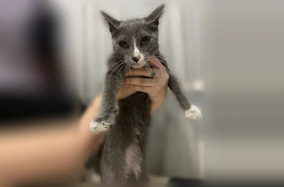 Найдена кошка, улица Щетинкина, 11А, Абакан — серый котик с белыми пятнышками на животике - photo