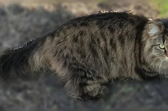 Пропала кошка, Молодёжная улица, 5А, Юрга - photo
