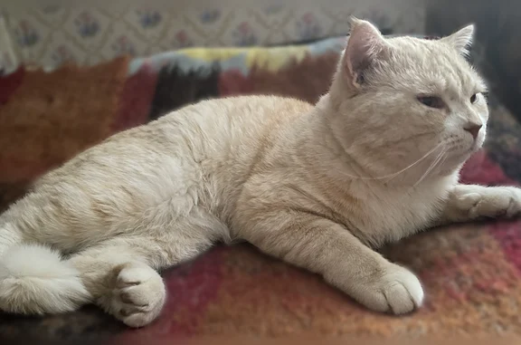 Пропала кошка, Спортивная улица, 63, Печора — шотландская, прямоухая - photo
