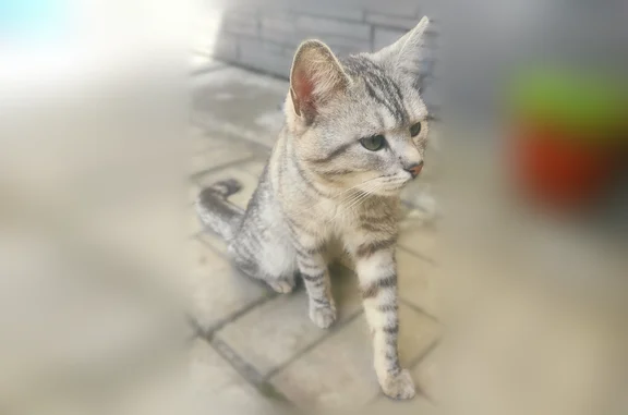 Найдена кошка, Чехов, фото: Найдена кошка, муниципальный округ Чехов, Чехов — молодой некастрированный кот